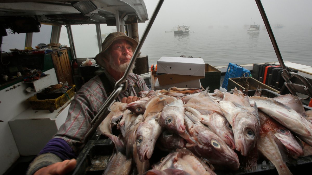 Hyse, en stift atlantisk fisk, er i tilbakegang utenfor New England, sier regulatorer – NBC Boston