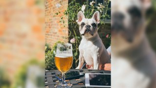 A file photo of a dog sitting at a table outside next to a glass of beer.