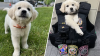 Taunton Police Welcome Adorable Comfort Dog to Their Department