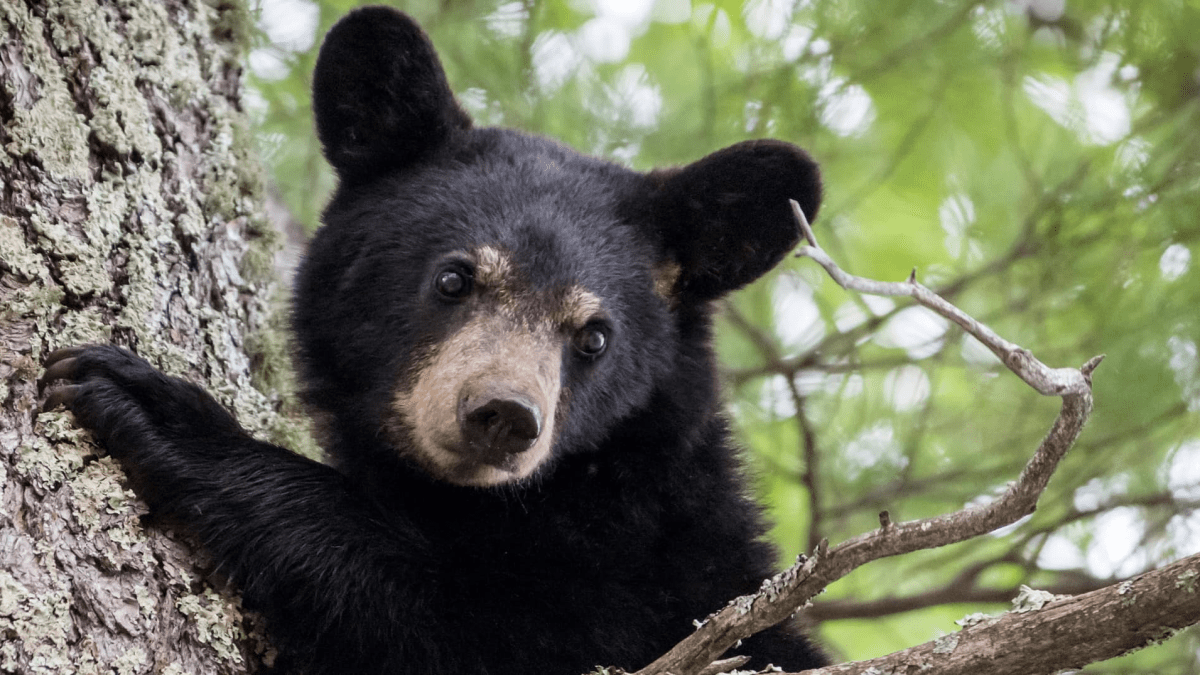 Bear Exploring Around Plymouth: ‘Do Not Invite Buster to Your Memorial Day Picnic’