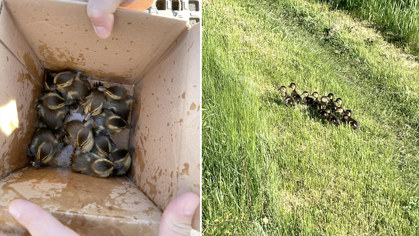 A group of ducklings after being rescued from a storm drain in Weston, Massachusetts, on Monday, May 8, 2023.