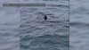 Shark Season Begins in Mass. as 1st Sighting Is Caught on Video