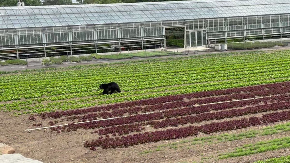 video-shows-bear-wandering-arlington-lexington-nbc-boston