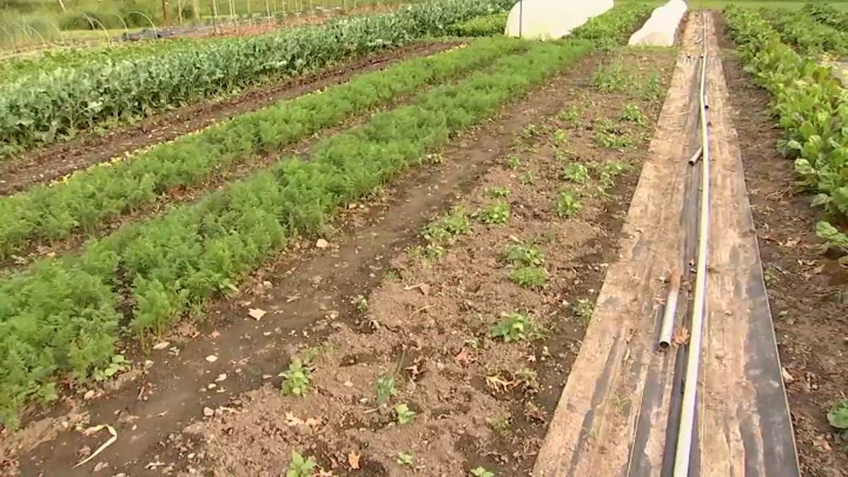 Hundreds of vegetables stolen from Newton Community Farm NBC Boston