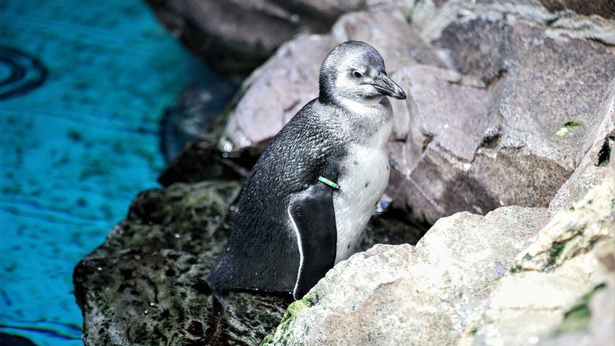  Penguins Chick Bird Antarctic Seabird Penguin Penguin