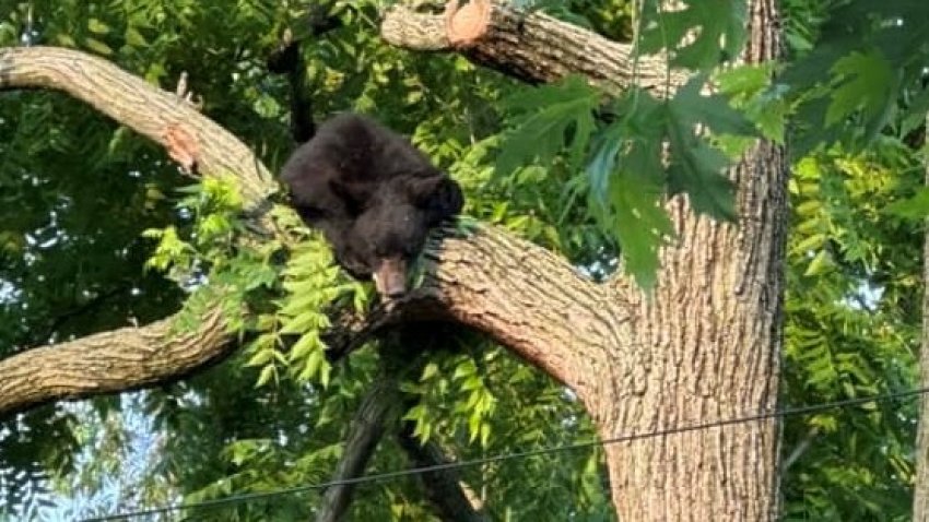 A bear was spotted up a tree in Northeast D.C. on June 9, 2023.