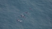 A pod of orcas, also known as killer whales, swimming about 40 miles south of Nantucket, Massachusetts, on Sunday, June 11, 2023.