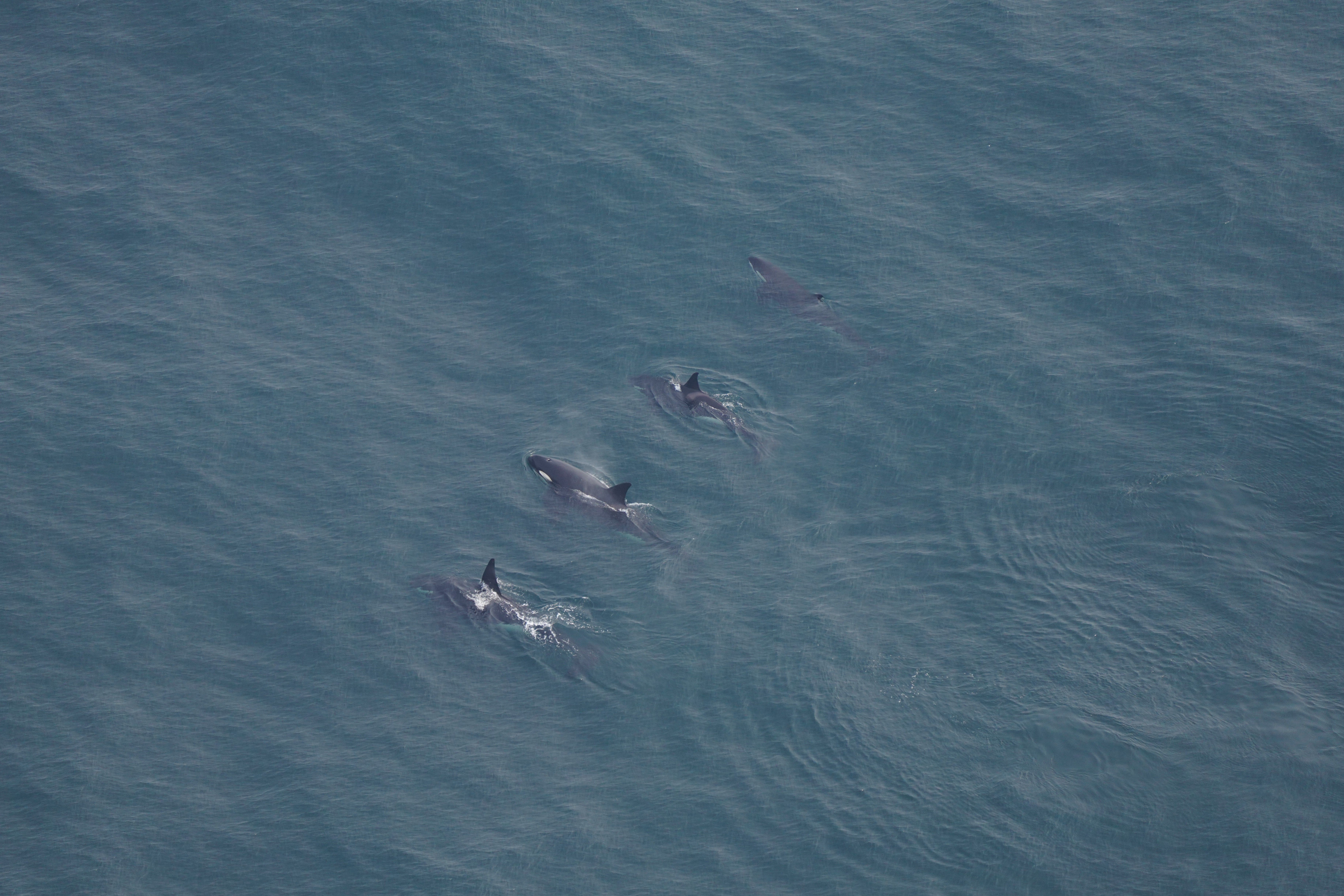 A pod of orcas, also known as killer whales, swimming about 40 miles south of Nantucket, Massachusetts, on Sunday, June 11, 2023.