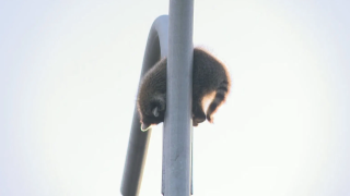 a raccoon stuck on top of a street lamp in Rhode Island