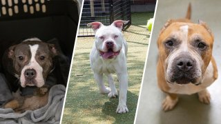 Three rescue dogs going up for adoption by the Animal Rescue League of Boston.