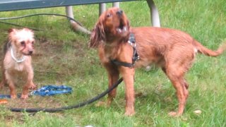 Two wet dogs found abandoned in Sudbury, Massachusetts, on Wednesday, June 28, 2023.