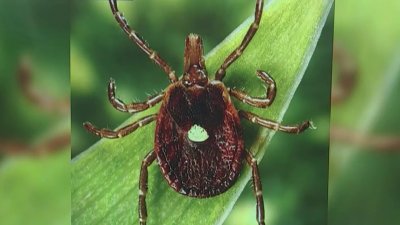 Meat allergy from tick bite getting more common, CDC says