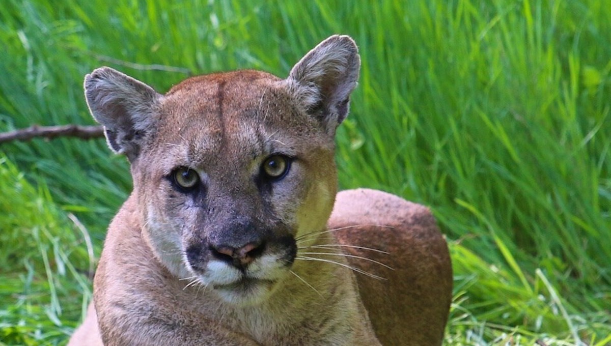 8-year-old Attacked By Cougar At Washington’s Olympic National Park ...