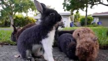 Rabbits gather to eat food left by a resident, Tuesday, July 11, 2023, in Wilton Manors, Fla. The Florida neighborhood is having to deal with a growing group of domestic rabbits on its streets after a breeder illegally let hers loose. Residents are trying to raise ,000 to ,000 needed to rescue them and get them into homes. (AP Photo/Wilfredo Lee)