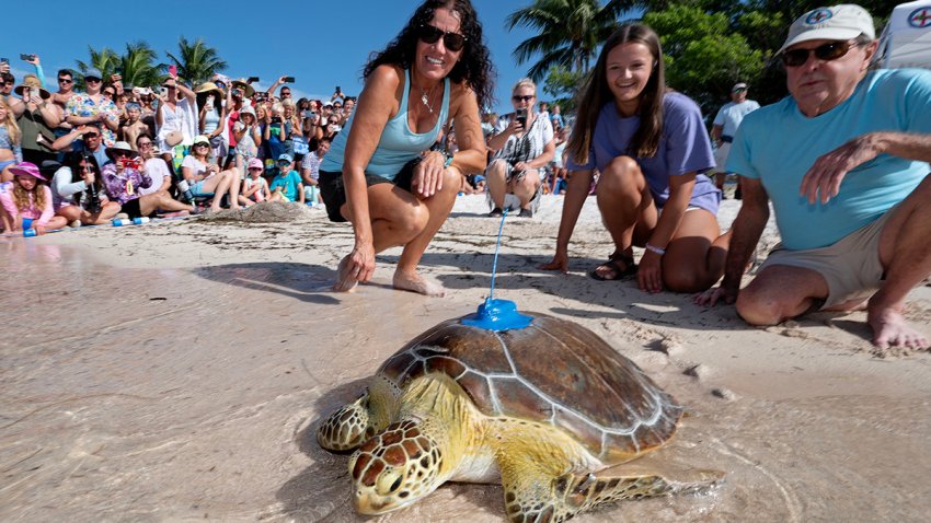 Bette Zirkelbach, left, and Richie Moretti, right, watch as  “Marcia,” a juvenile green sea turtle, is released off the Florida Keys Friday, July 14, 2023, at Sombrero Beach in Marathon, Fla. “Marcia,” named by her rescuers after being found off Marathon suffering from positive buoyancy disorder, was rehabilitated at the Keys-based Turtle Hospital and was fitted with a satellite-tracking transmitter and released Friday to participate in the Tour de Turtles, an online educational tracking program coordinated by the Sea Turtle Conservancy. Beginning Aug. 1, the initiative is to follow 12 sea turtles for three months. (Andy Newman/Florida Keys News Bureau)