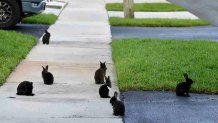 Rabbits gather on the sidewalk, Tuesday, July 11, 2023, in Wilton Manors, Fla. The Florida neighborhood is having to deal with a growing group of domestic rabbits on its streets after a breeder illegally let hers loose. (AP Photo/Wilfredo Lee)