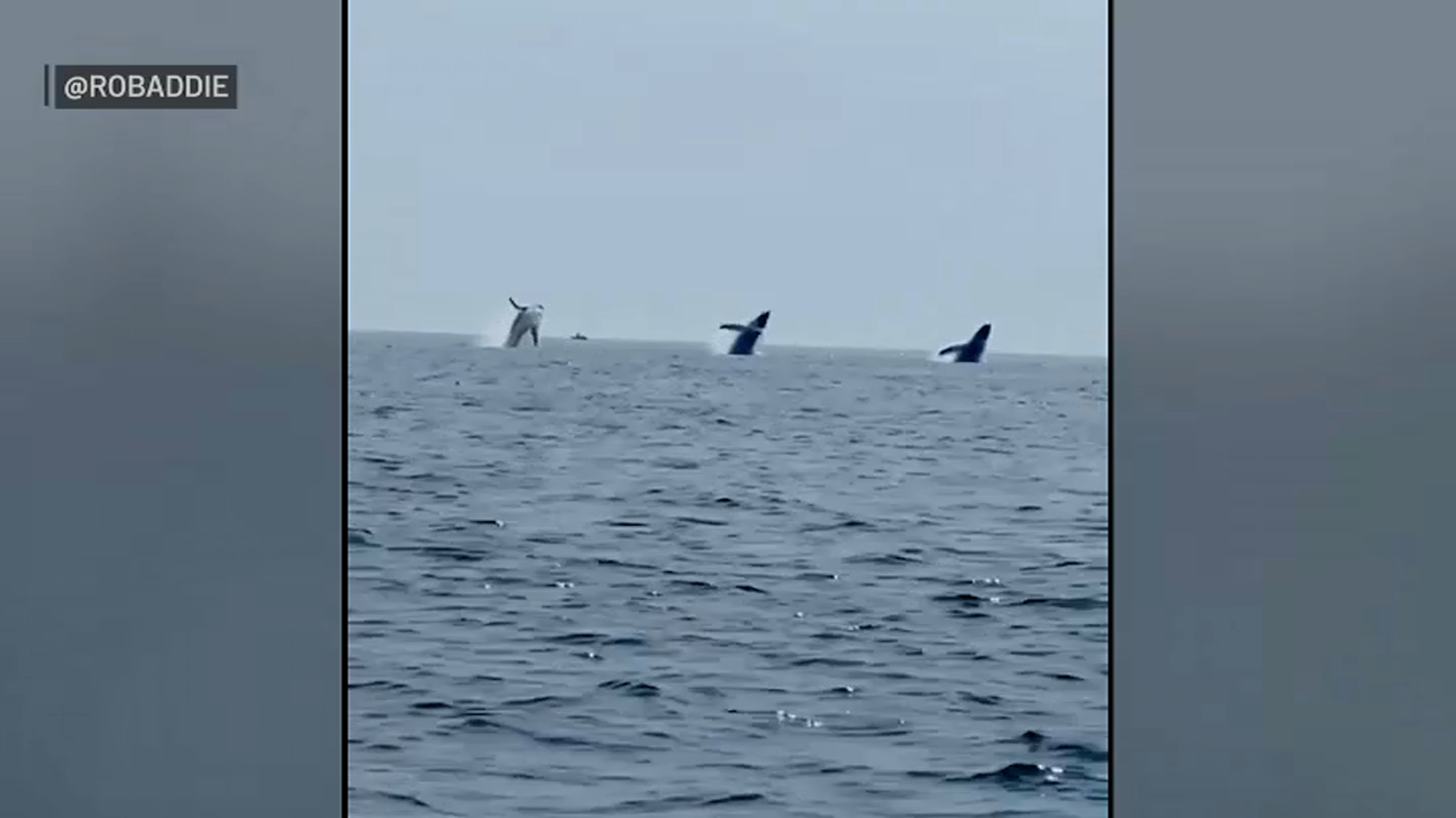 PTZtv on X: Pod of whales spotted few miles west of CocoCay in