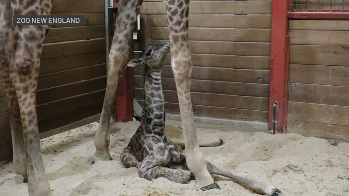 Franklin Park Zoo announces birth of a new giraffe calf – NBC Boston