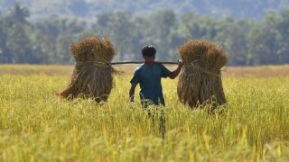 A farmer in a paddy field in Assam, India.