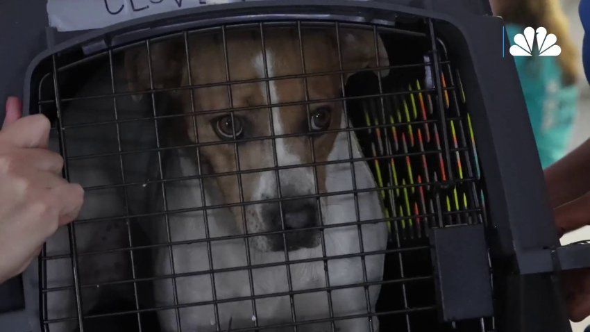 Clear the Shelters: The 2023 Good Flight