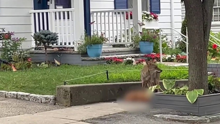 Owner of dog killed by coyote voices concerns