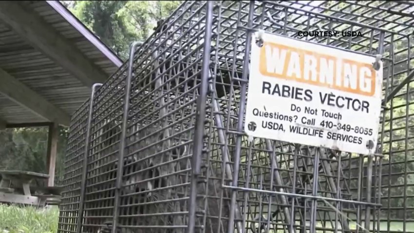 Boston issues rabies warning after 5 raccoons test positive