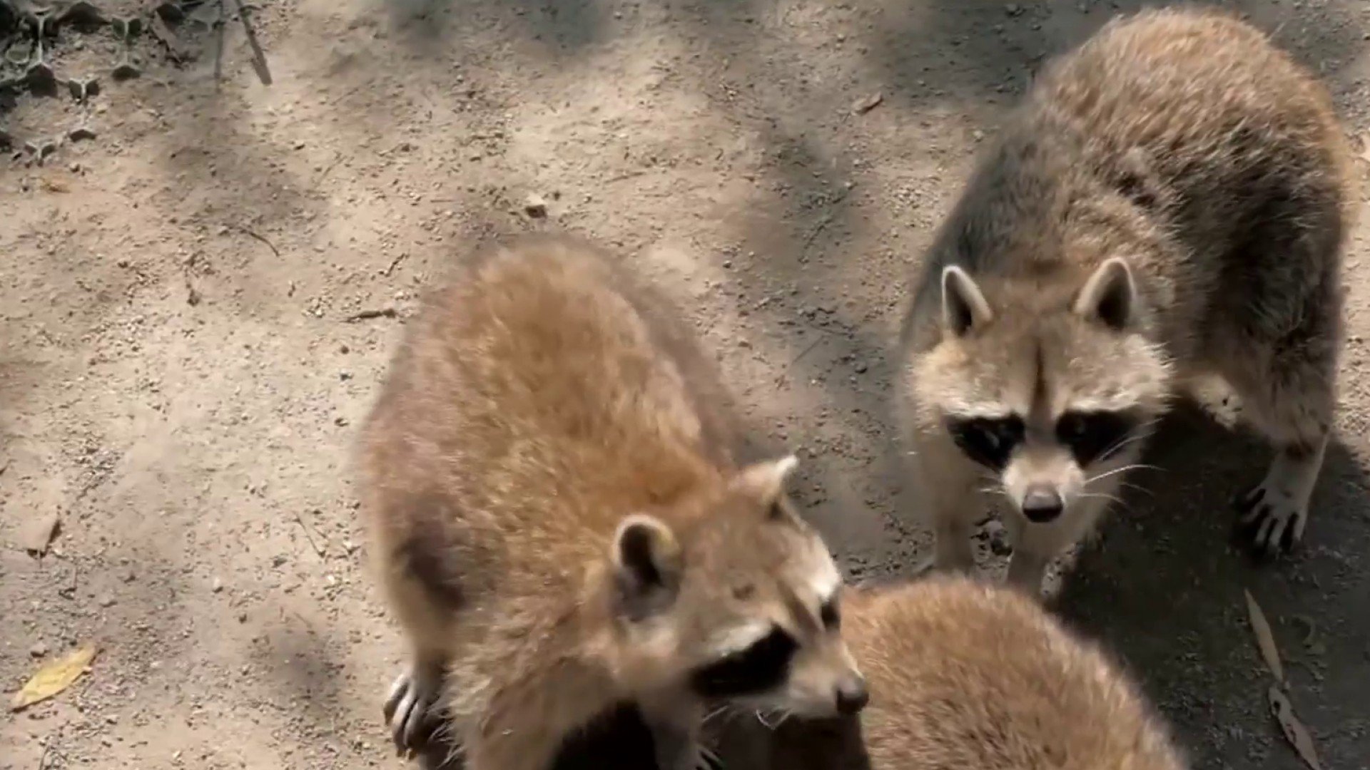 Rabid Raccoons Are All