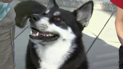 Animal Rescue League of Boston aims to hit 1M adoptions