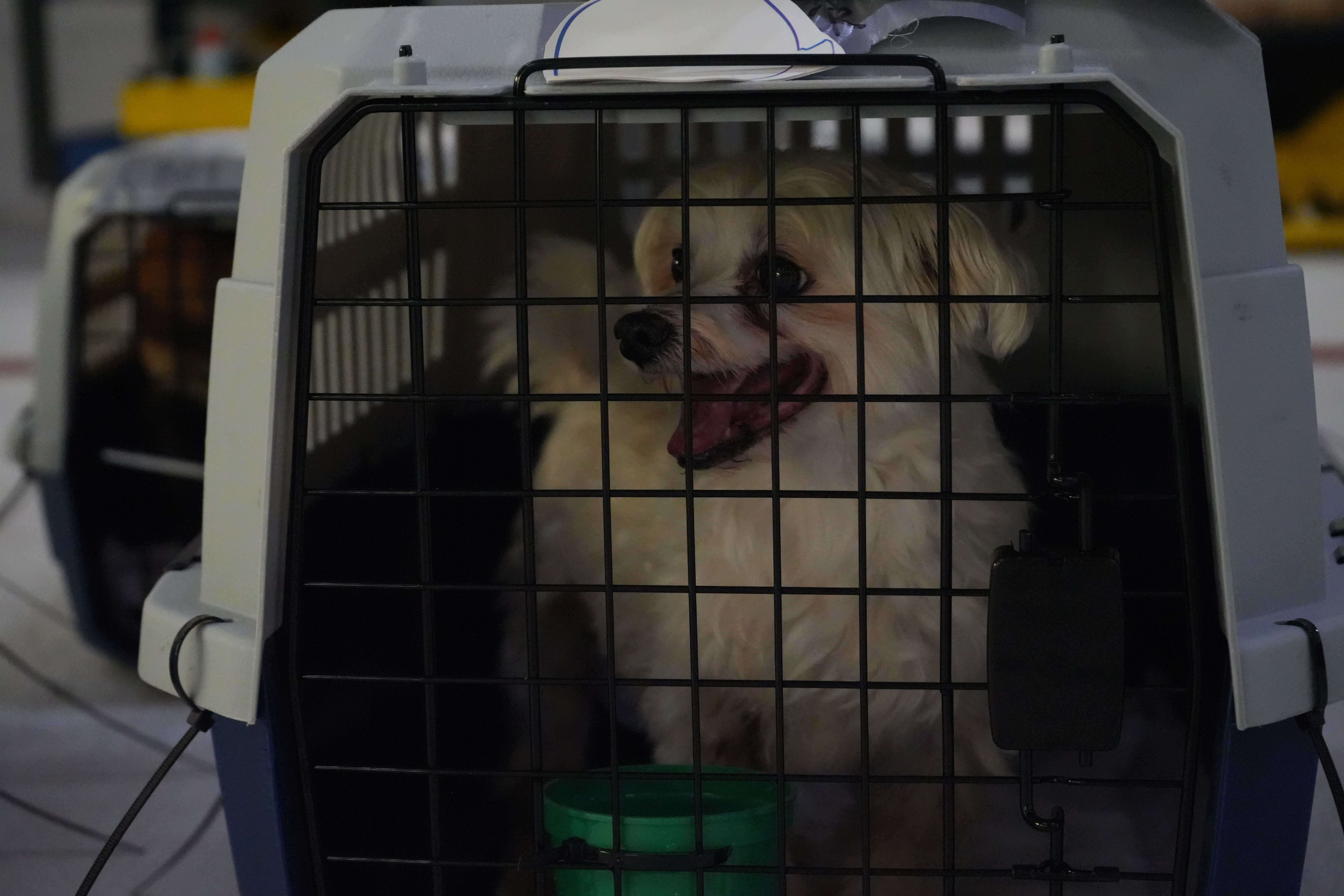 MSPCA Rescues 21 Cats, Dogs From 'Hoarding House' – NBC Boston