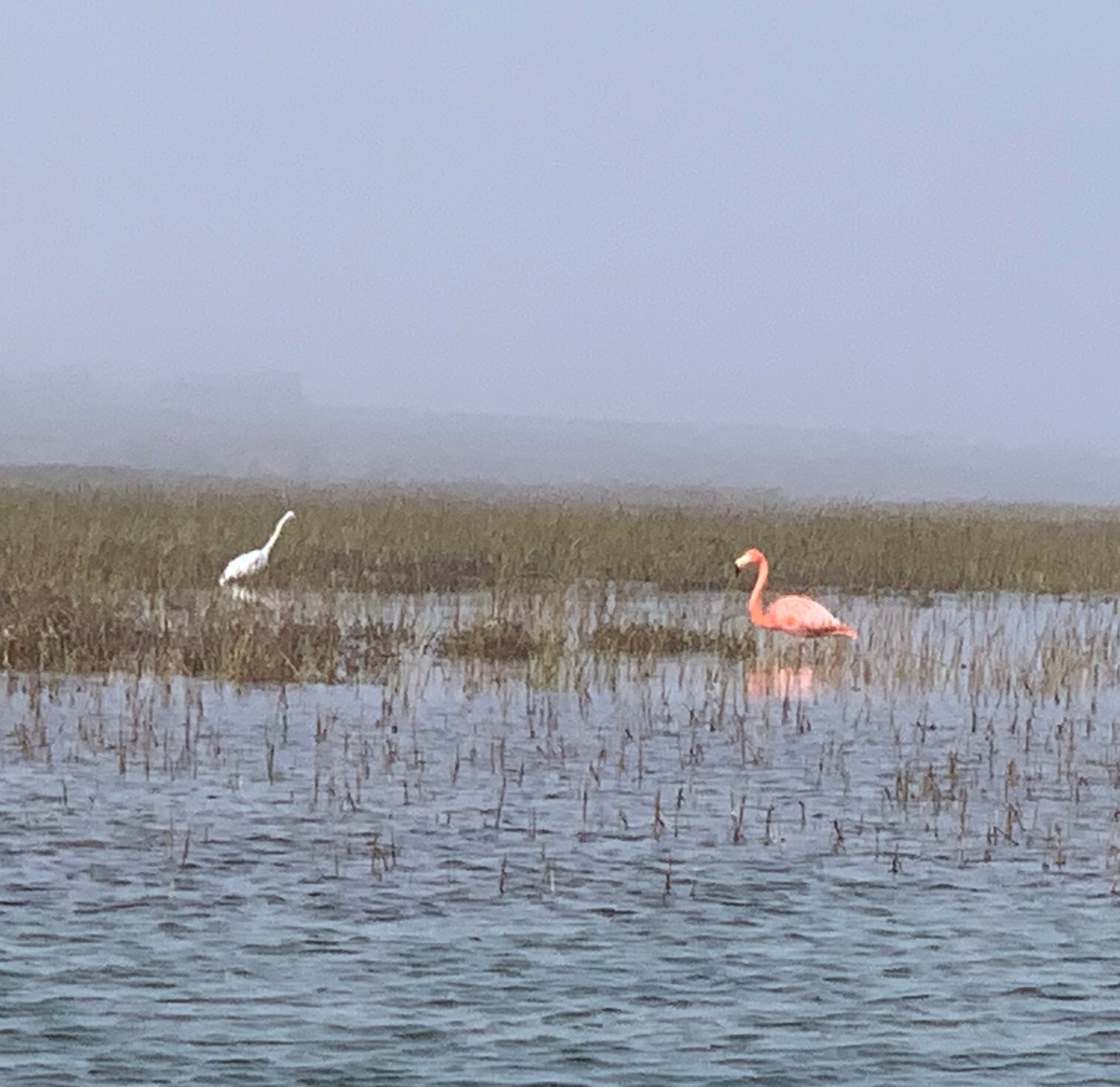 Did you know there are flamingos living in the wild in Coronado? – NBC ...