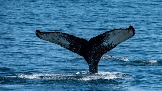 A Humpback whale’s fluke is visible as it dives down to swim and feed off of Jeffreys Ledge in the Gulf of Maine, near Gloucester, Massachusetts, on May 8, 2023.