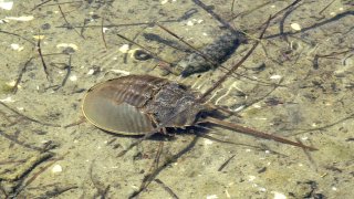 FILE - Horseshoe crab