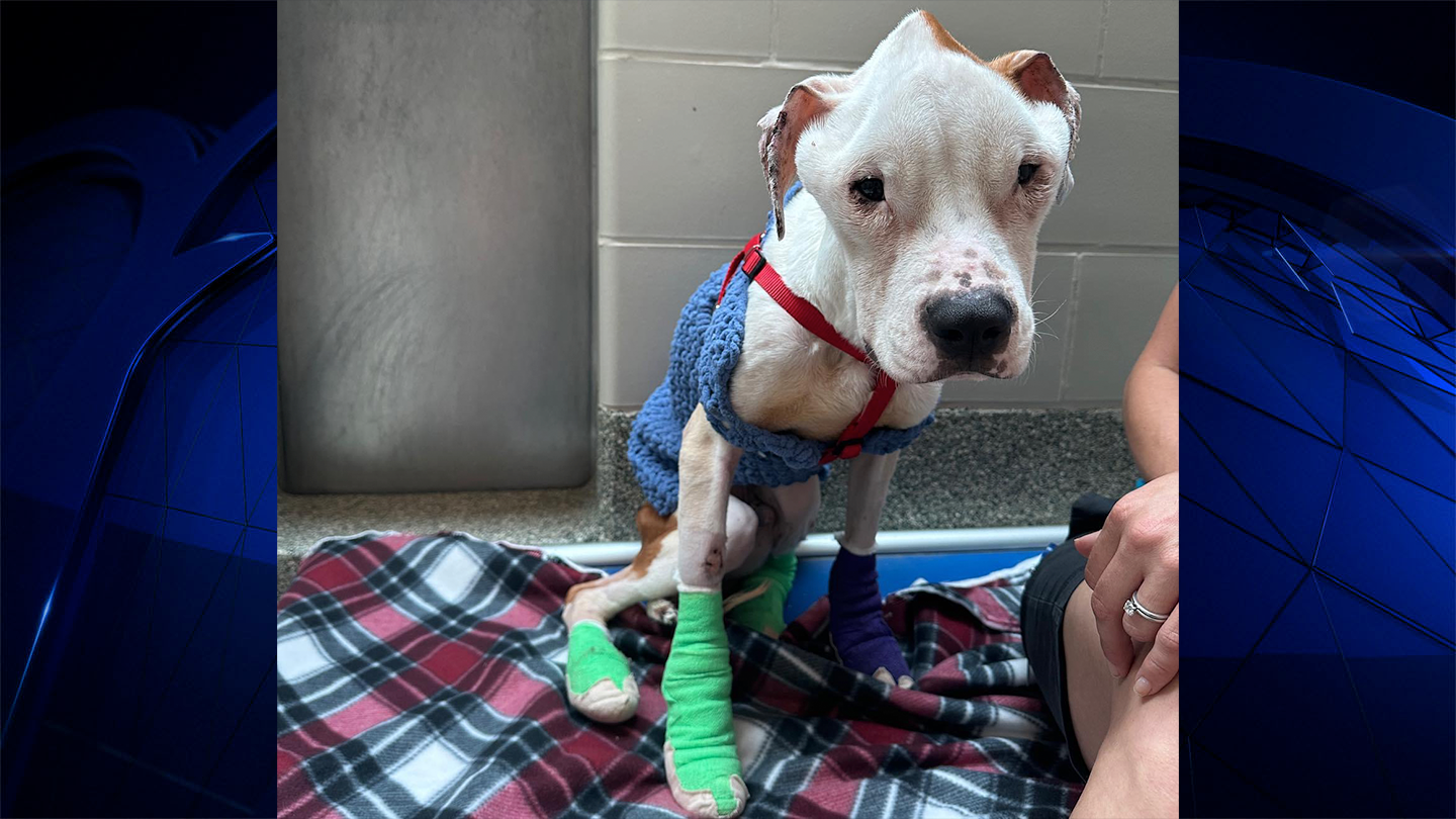 Woman intentionally starved dog close to death, MSPCA says NBC Boston