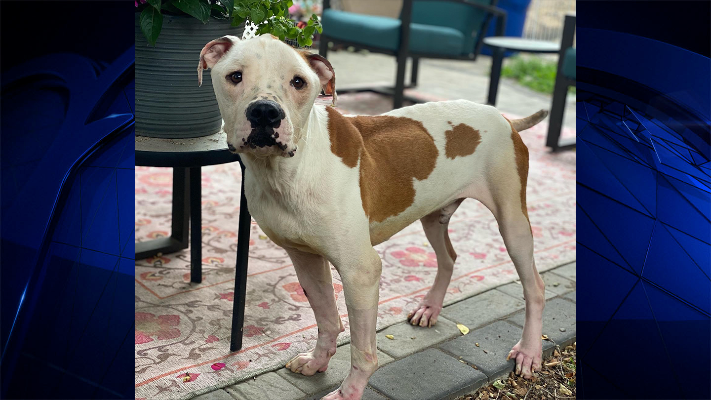 Woman intentionally starved dog close to death, MSPCA says NBC Boston