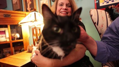 Meet the couple who adopted 7 cats