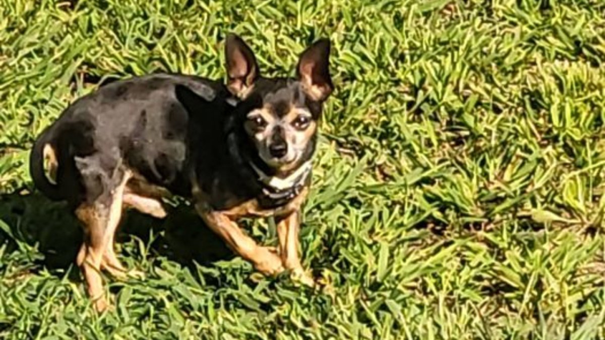 Milford animal control issues warning after dog is snatched by coyote