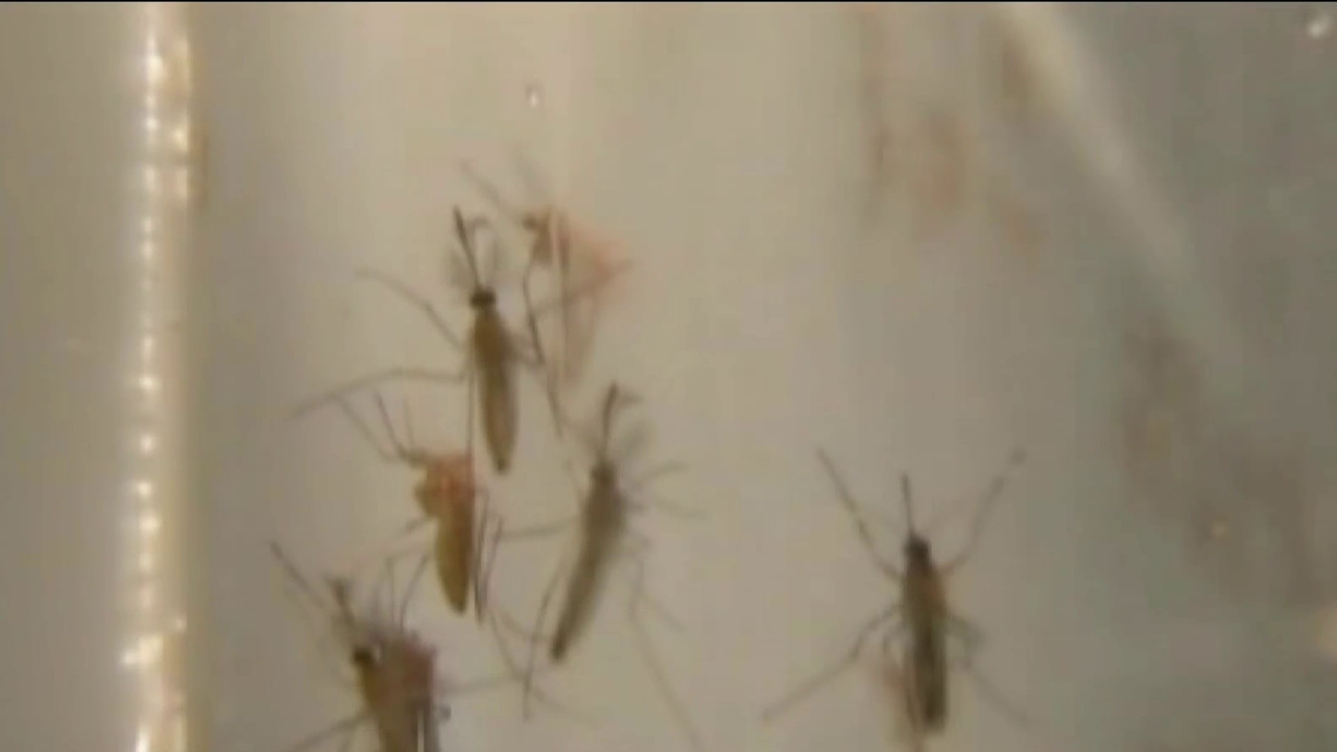 Massachusetts find first EEE positive mosquito samples in the state photo photo