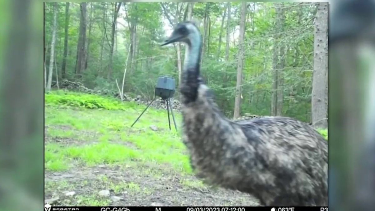 Loose emu evades capture in Lakevillev_1N5nqFiRwB