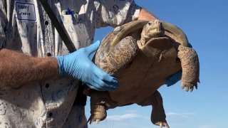 Herpetologist Harry Greene holds a Bolson tortoise released on Armendariz Ranch in Engel, New Mexico, on Friday, Sept. 22, 2023.