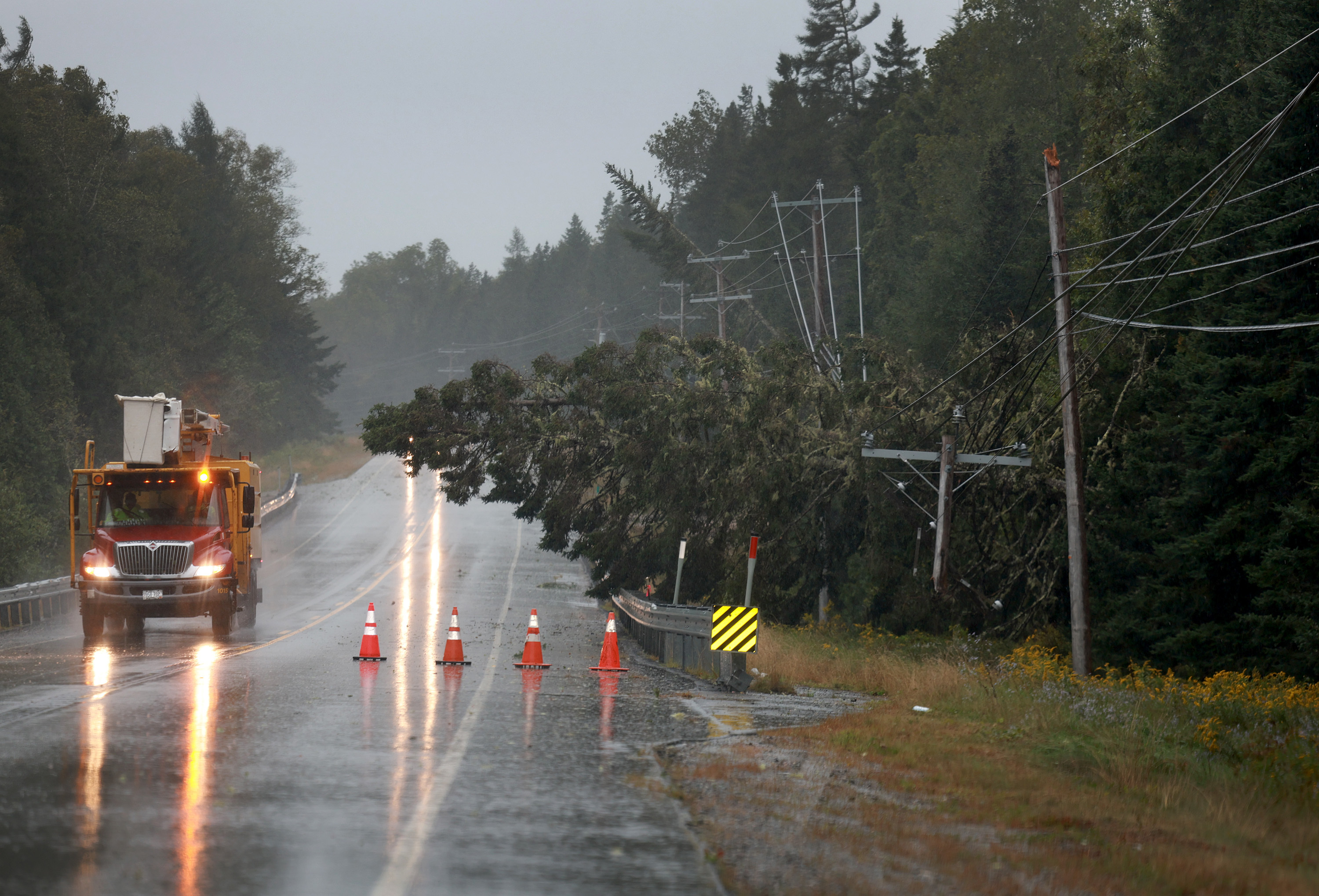 EASTPORT, MAINE – SEPTEMBER 16: A pine tree lays on power lines after it was knocked over due to Post-Tropical Cyclone Lee on September 16, 2023 in Eastport, Maine. Formerly a hurricane, the storm was downgraded, but forecasters say it will remain large and dangerous.