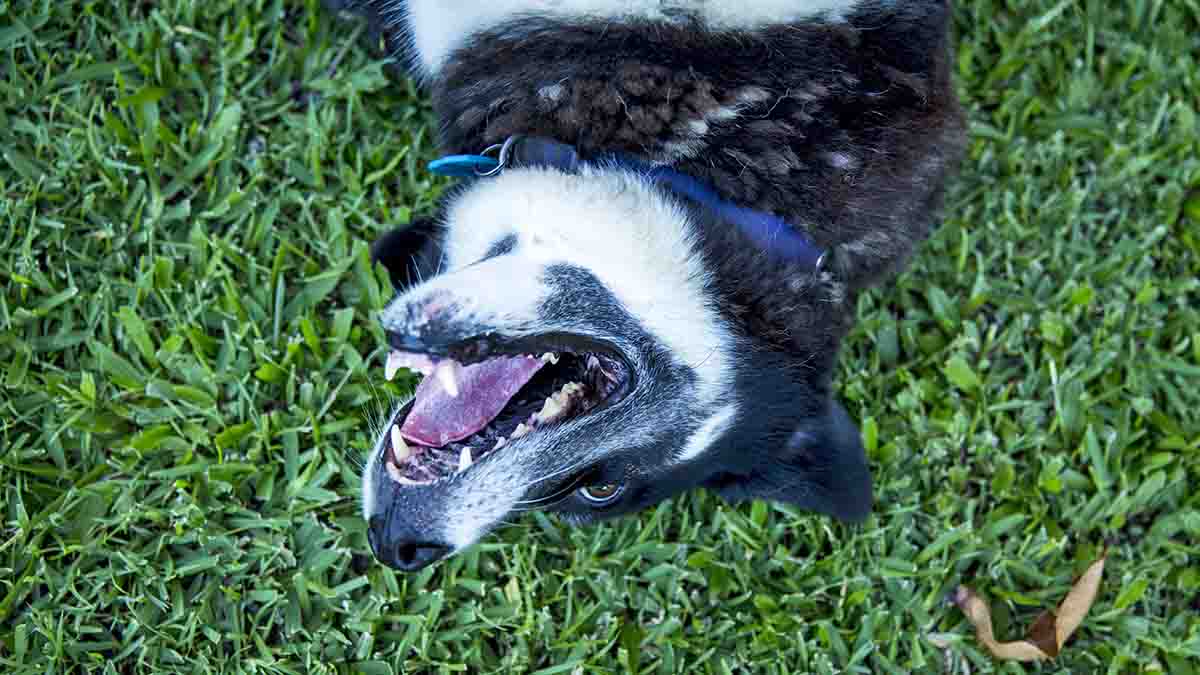 Clear The Shelters celebrates 1 million pet adoptions NBC Boston
