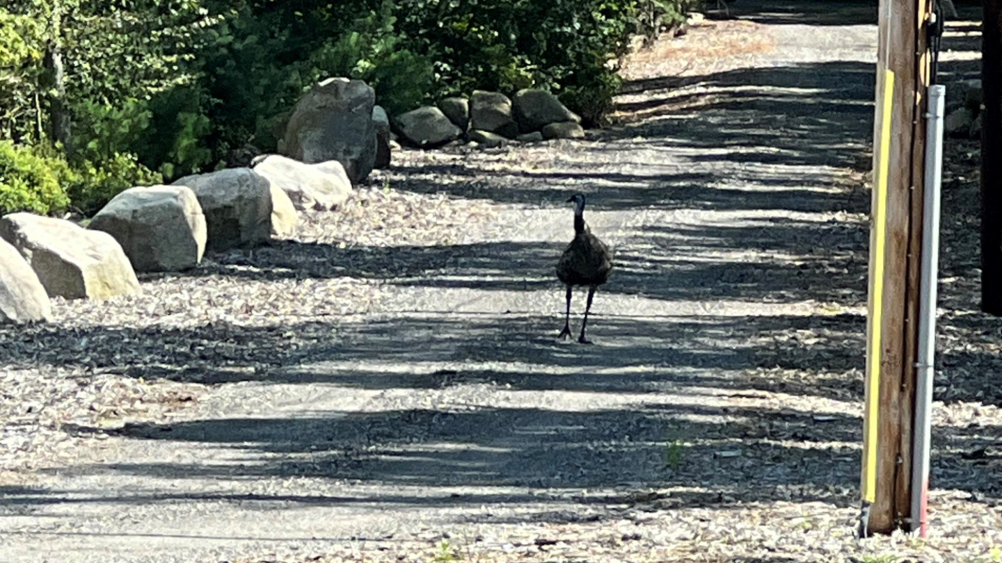 Loose emu evades capture in Lakevillev_1N5nqFiRwB