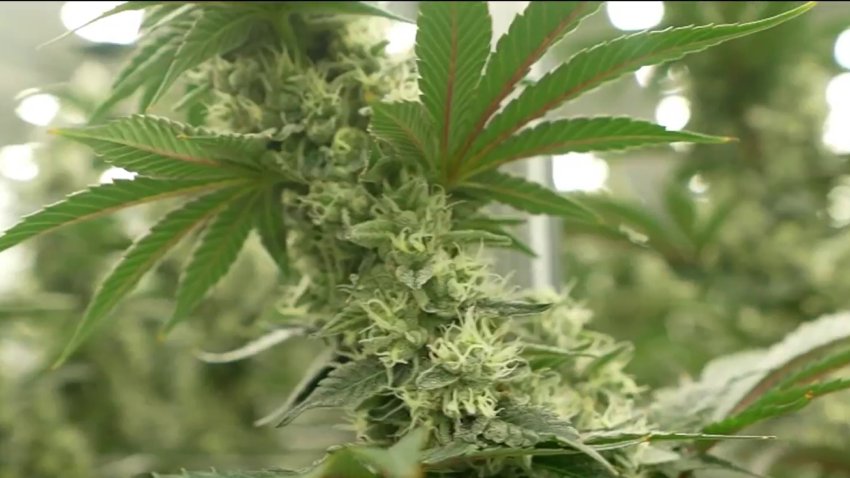 Push to increase medical marijuana research