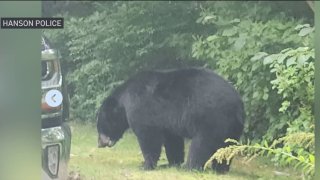A bear spotted in Hanson, Massachusetts, in the summer of 2023.