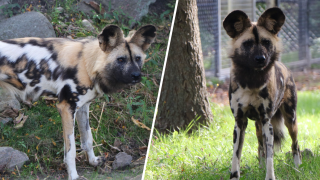African wild dogs Madikwe (left) and Moremi, the newest species at the Franklin Park Zoo in Boston.