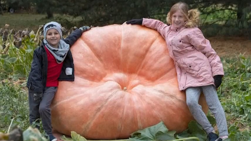 The key to growing massive pumpkins? Zoo poo