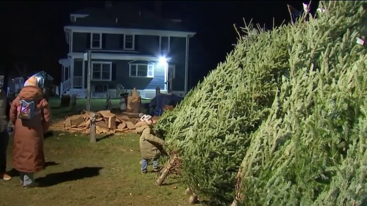 “我们根本跟不上节前选择砍伐的圣诞树：麻州农场的销量飙升”