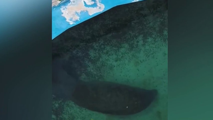 Romeo, a 67-year-old manatee at Miami Seaquarium