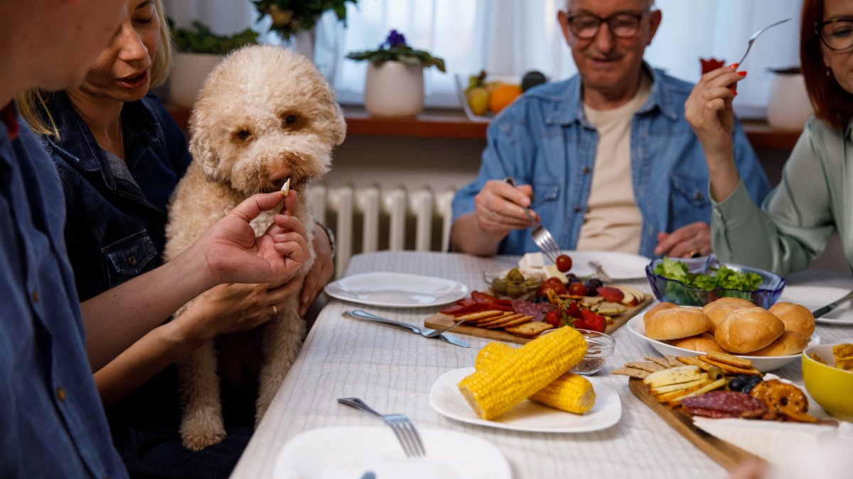 Holiday foods that your dogs and cats should and should not eat NBC