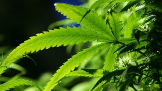 Photo of a cannabis plant in an undated image.